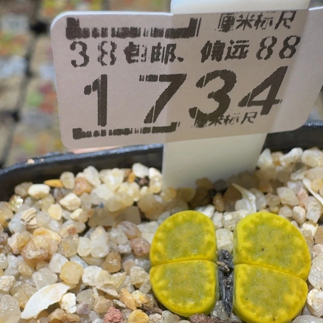 Ssss精品生石花1734