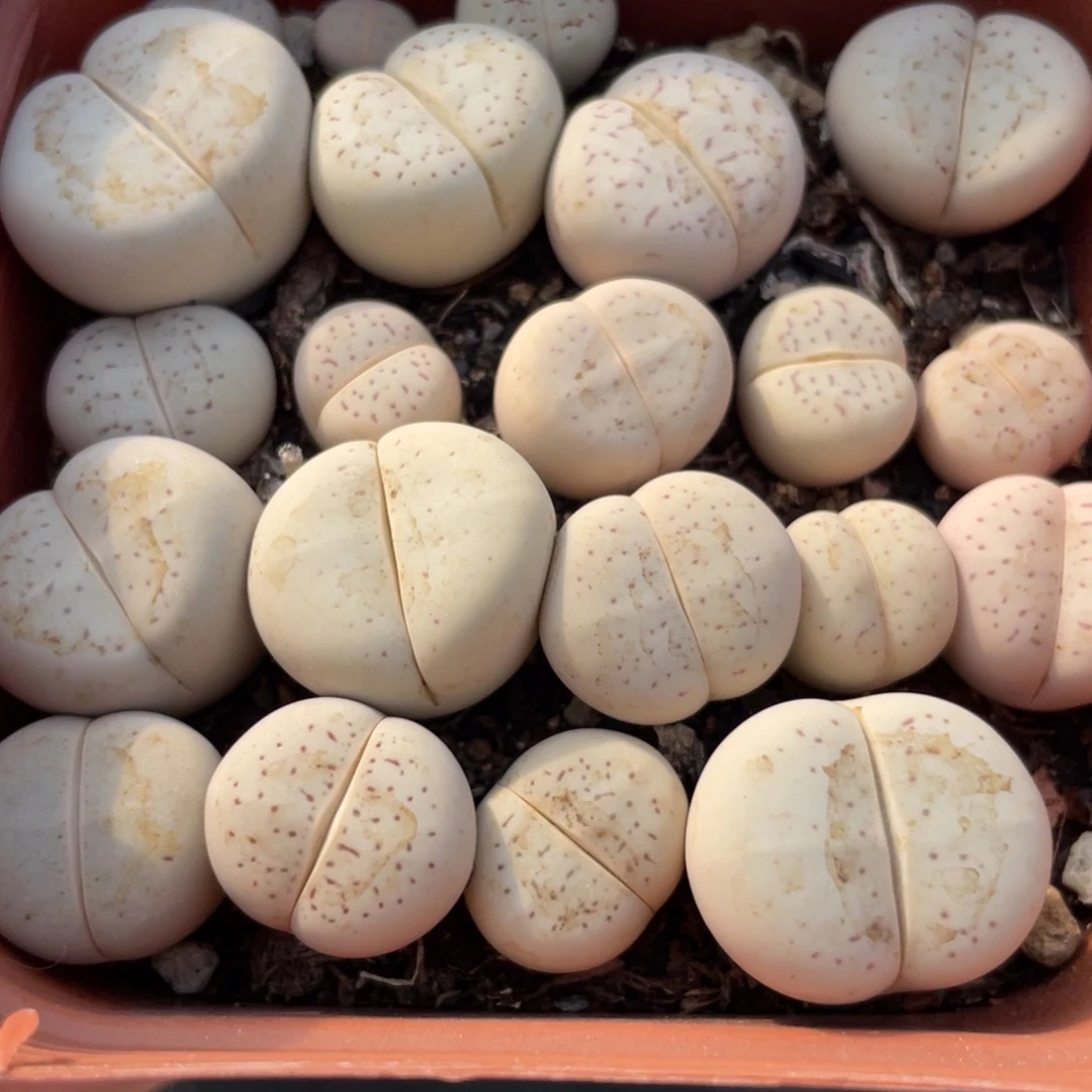 大盆特价一物一拍～6