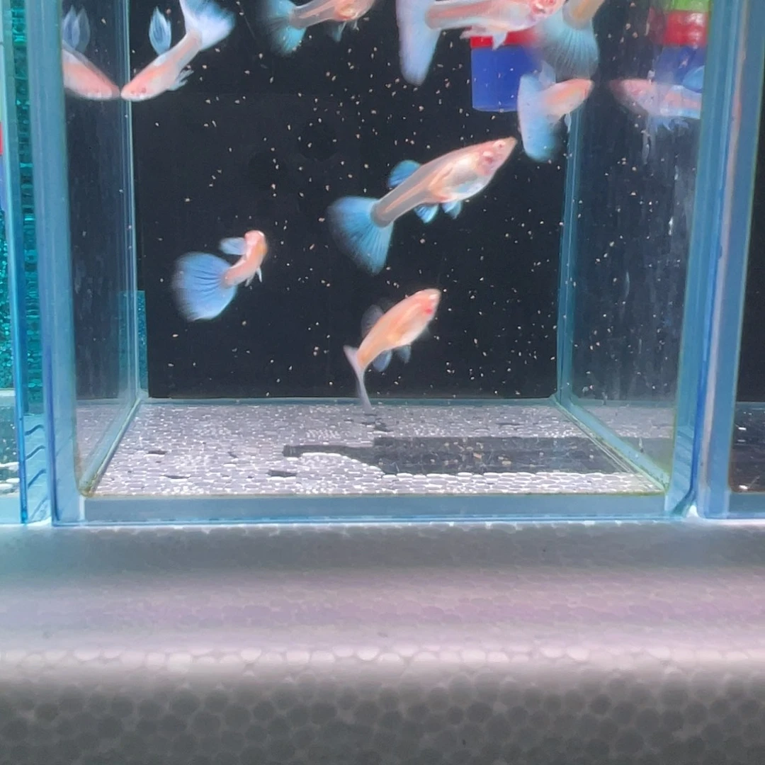 孔雀鱼蓝白压成8+2备损