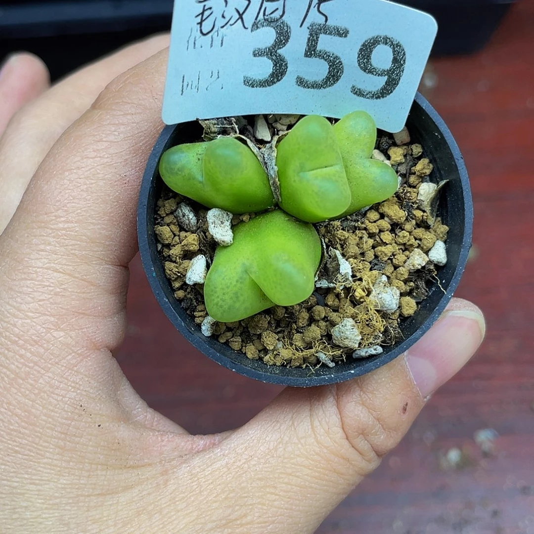 35900000花去啊花花花