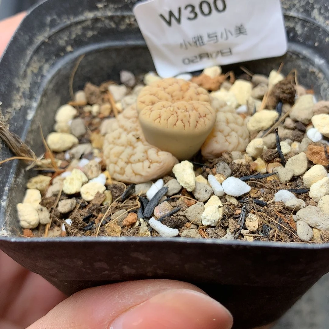 W300多肉植物保护研究所