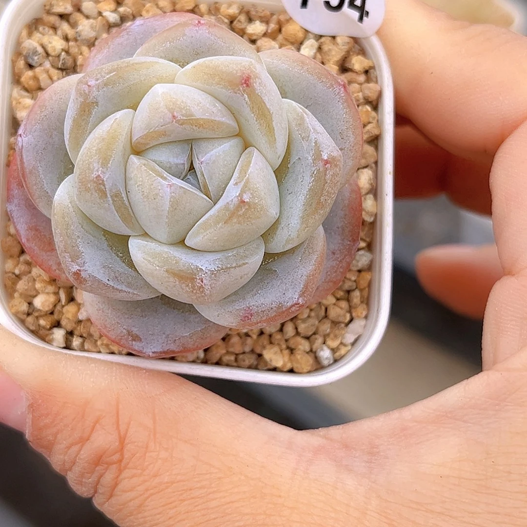 794   放漏 冰雕珍妮 满18包邮