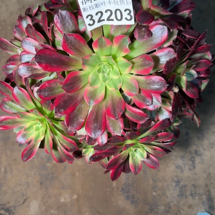 32203安娜多肉植物