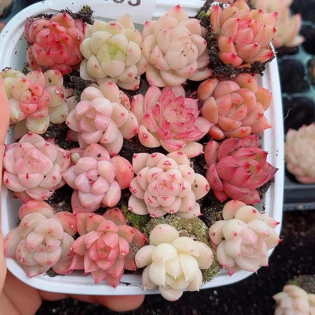 1-233 新疆西藏内蒙不发12.8包邮2-3公分多肉