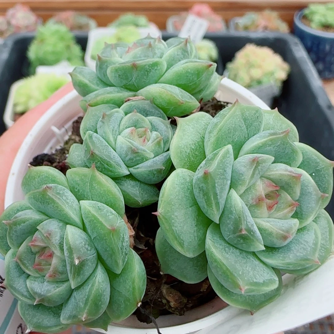 ****茶花语逸镜0928-48散