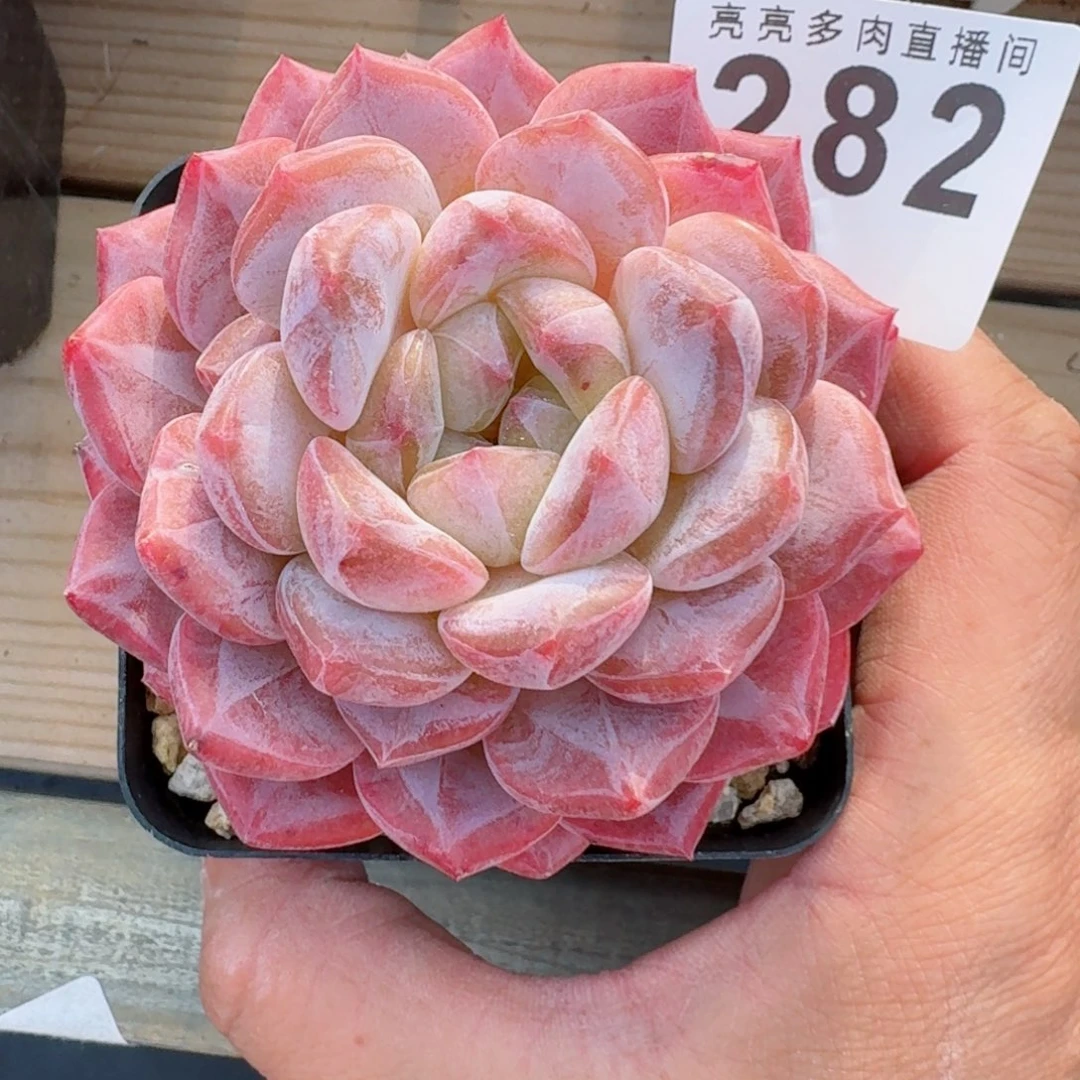 养***婆冰魄      愿你一路坦途，乘风破浪展宏图