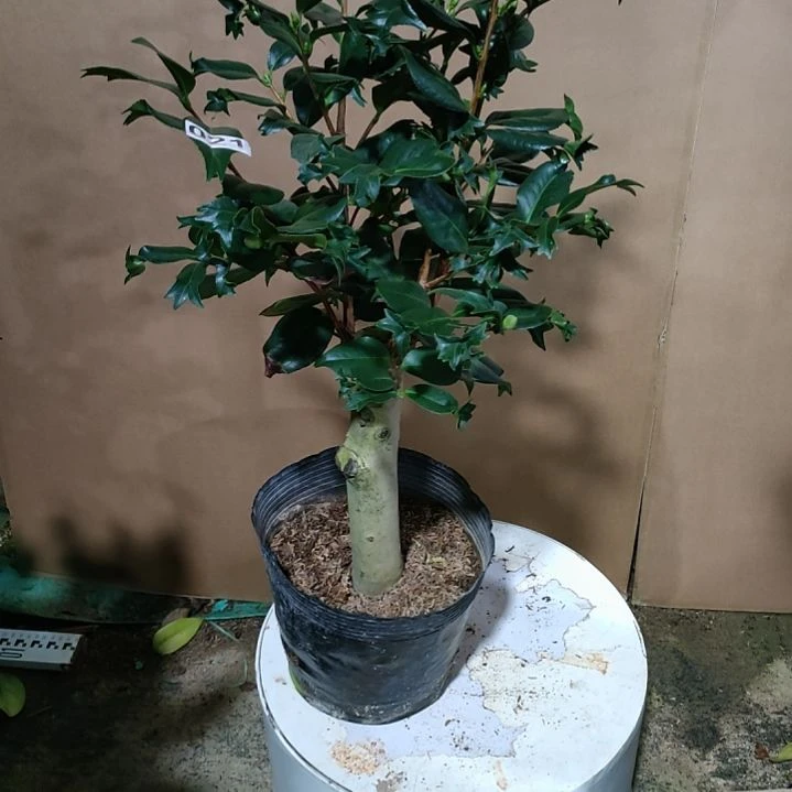 21鱼尾茶，原盆原土发货，不包邮