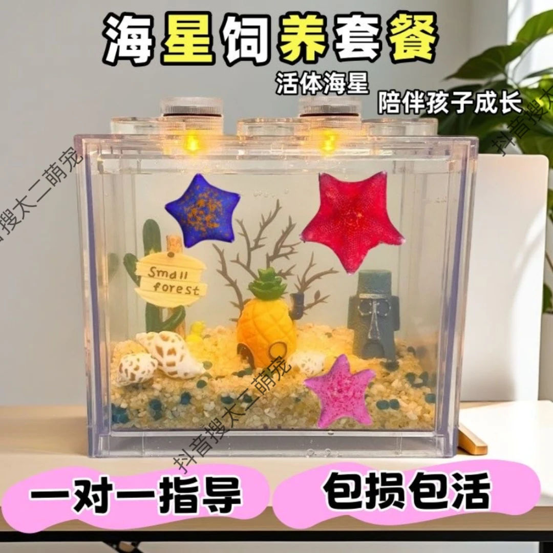海星活体派大星饲养套餐桌面萌迷你小型懒人宠物儿童礼物网红玩具