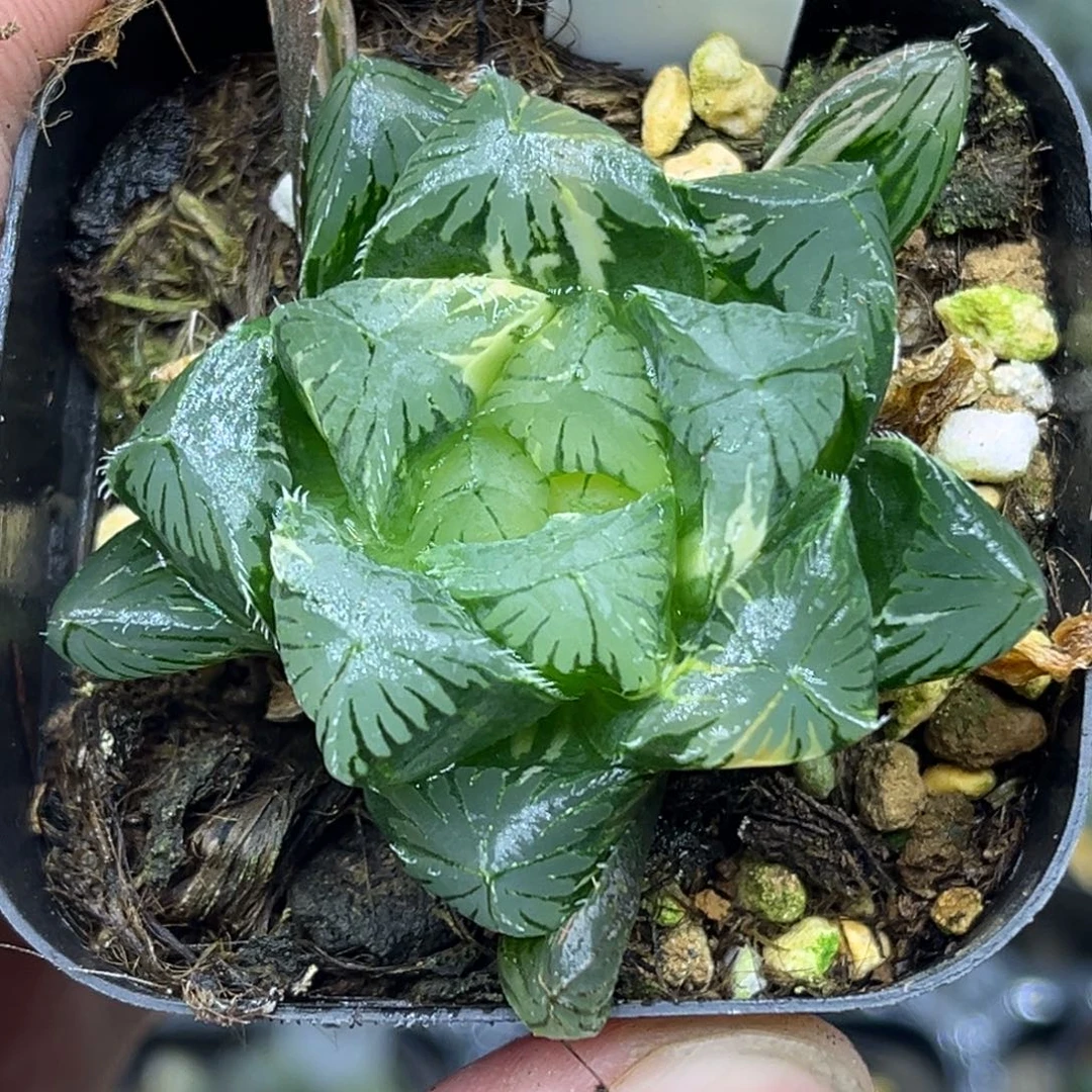 52别系玉露锦头家多肉十二卷