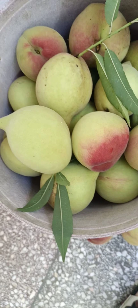 爆甜多汁新鲜现摘应季鹰嘴桃脆甜多汁美味可口