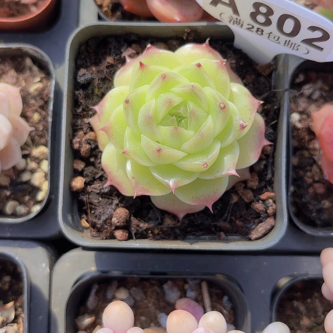 A802麦秆一物一拍