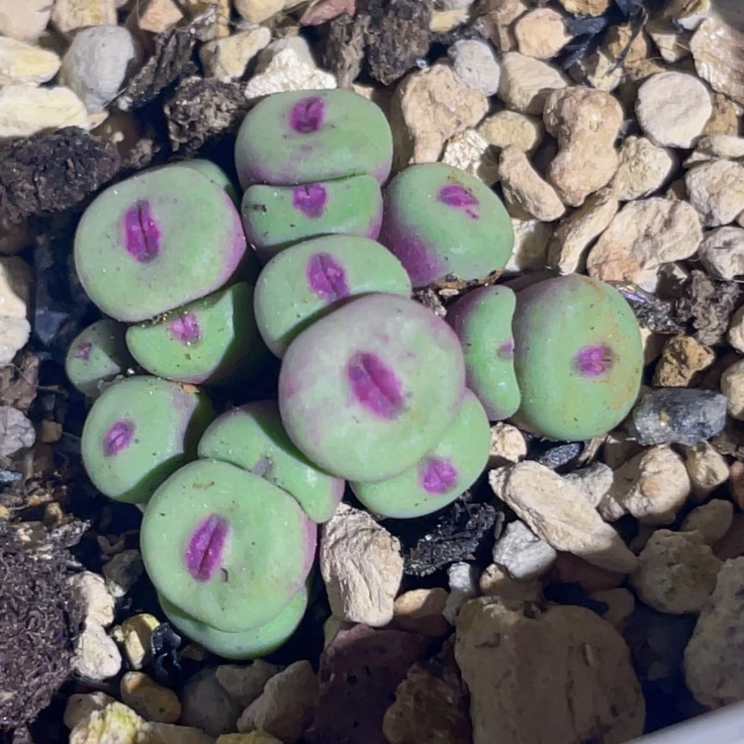 中型中毒嘴嘟嘟嘴植物一物一拍