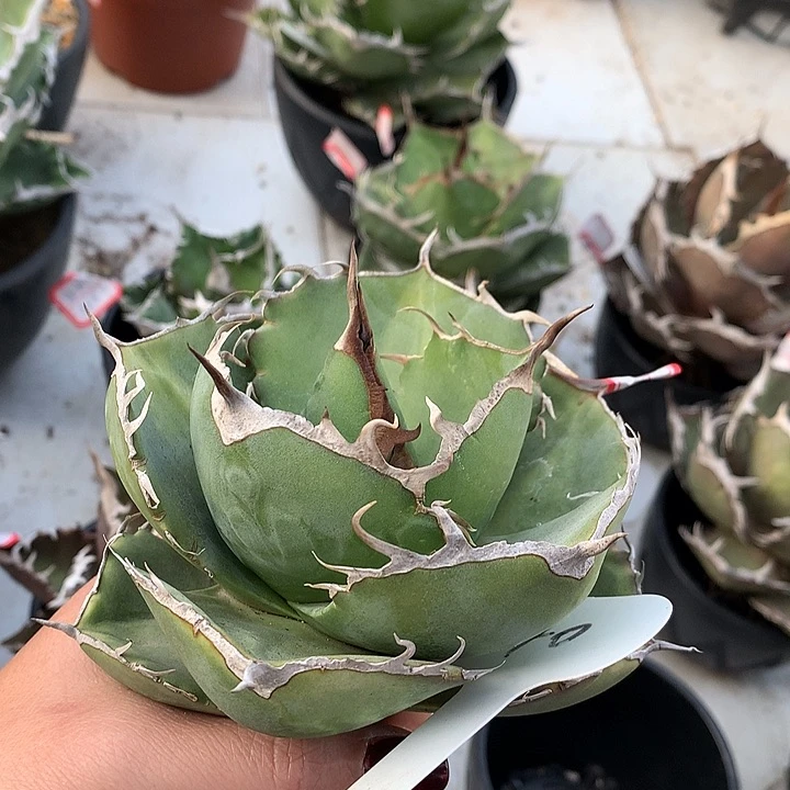 140卡比兽1111111111