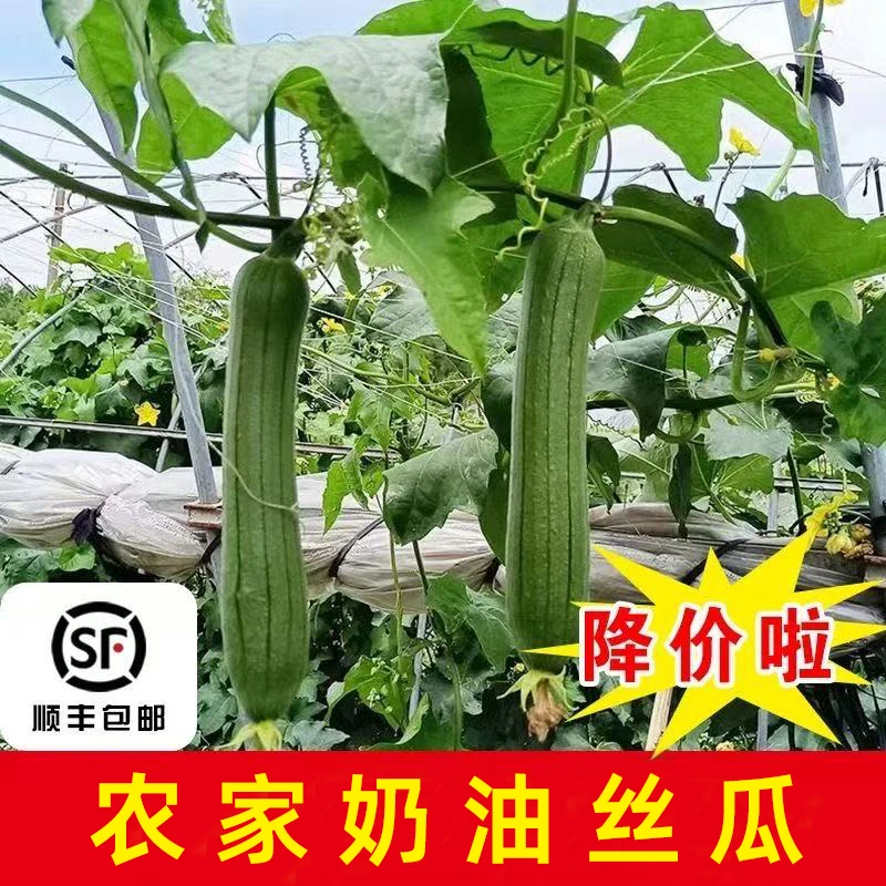 苏北丝瓜新鲜现摘短棒肉丝瓜香丝瓜本地农家整箱批发顺丰包邮