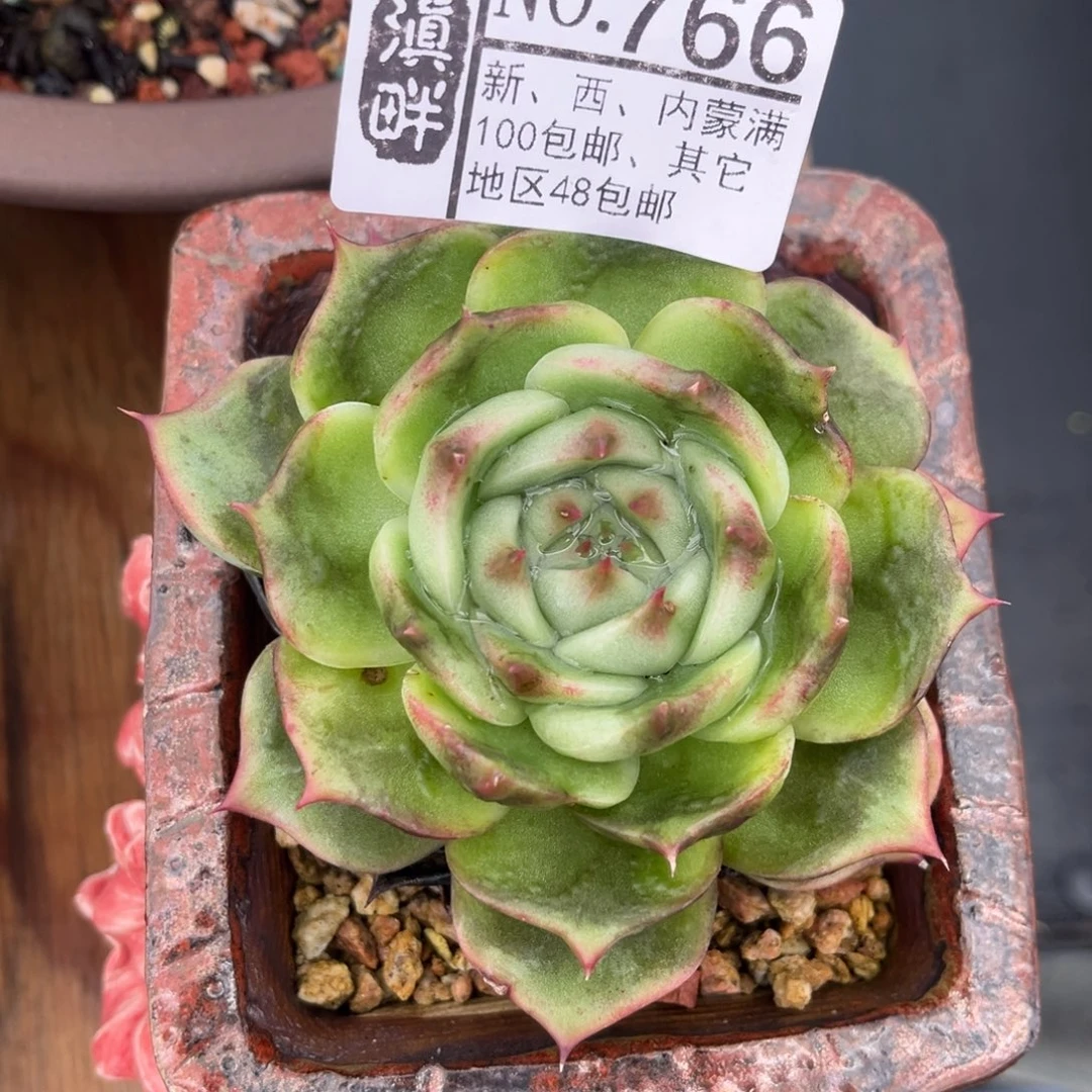 766…………………………不知名