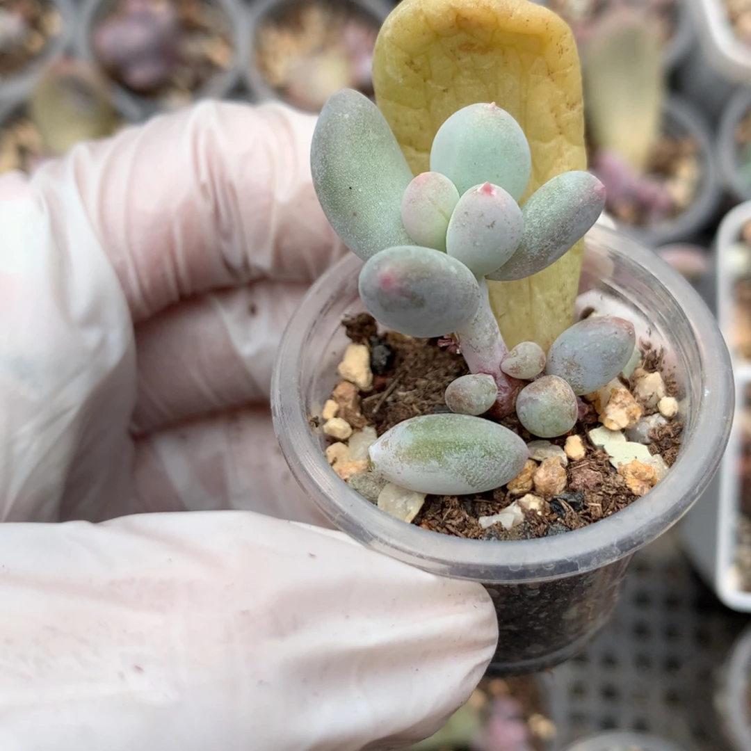 黄米可奶酪多肉哦