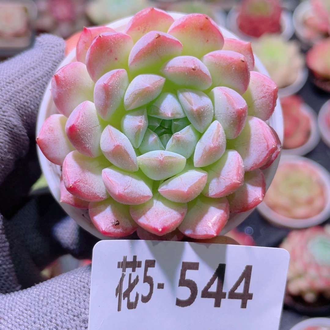 花利美5-544白桃汽水