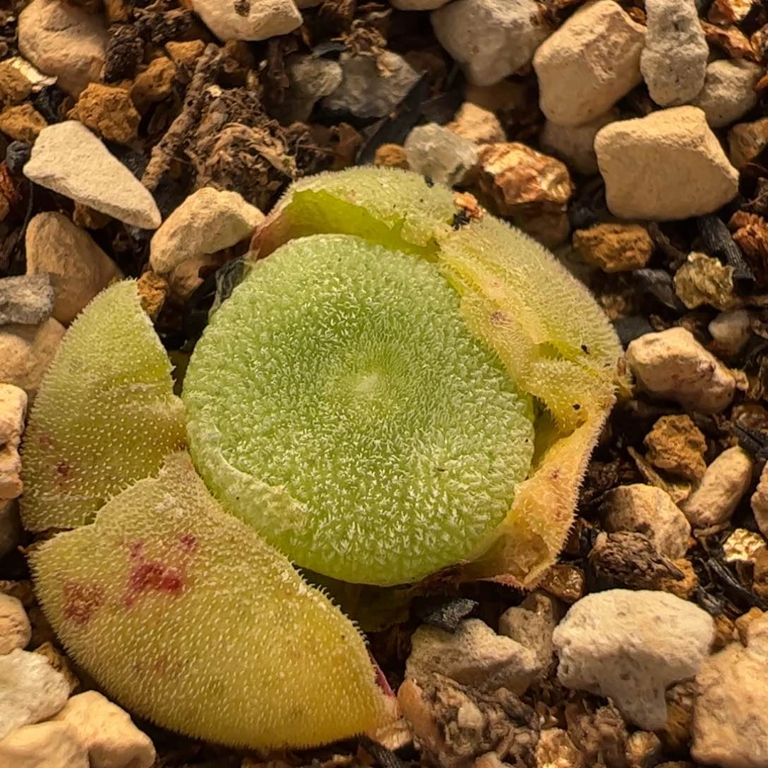粉毛饼多肉植物百科