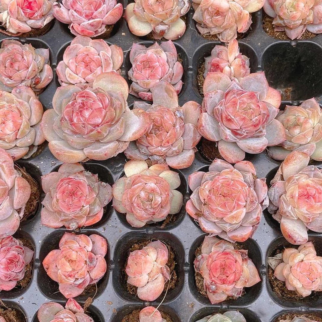 红琥珀 穴 红琥珀 穴