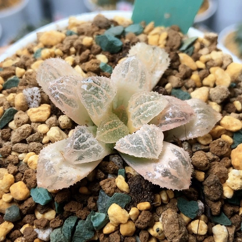 【闪购商品】丹*具味城锦186