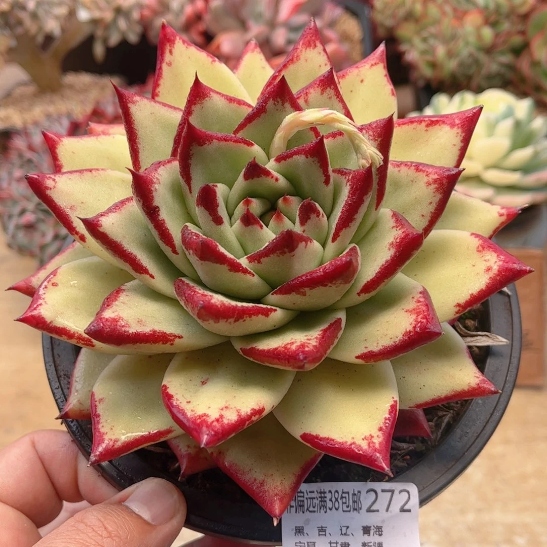 272黄皮乌木德华多肉