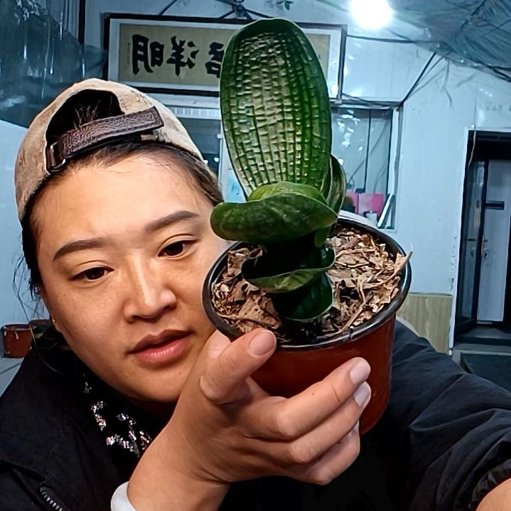 阿鲁特69新品油麻王