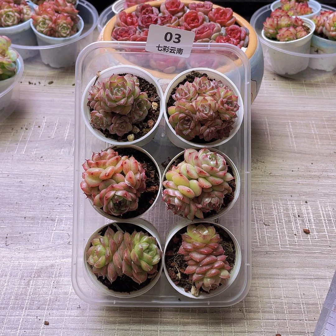 量拍03号，3品种混搭带盆土