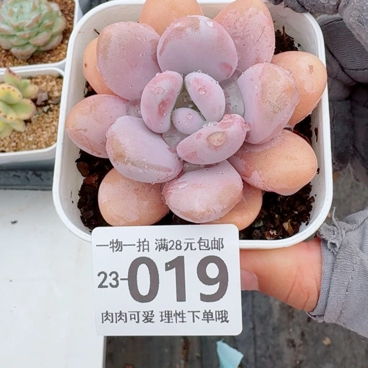 粉兔无盆土发货无盆土
