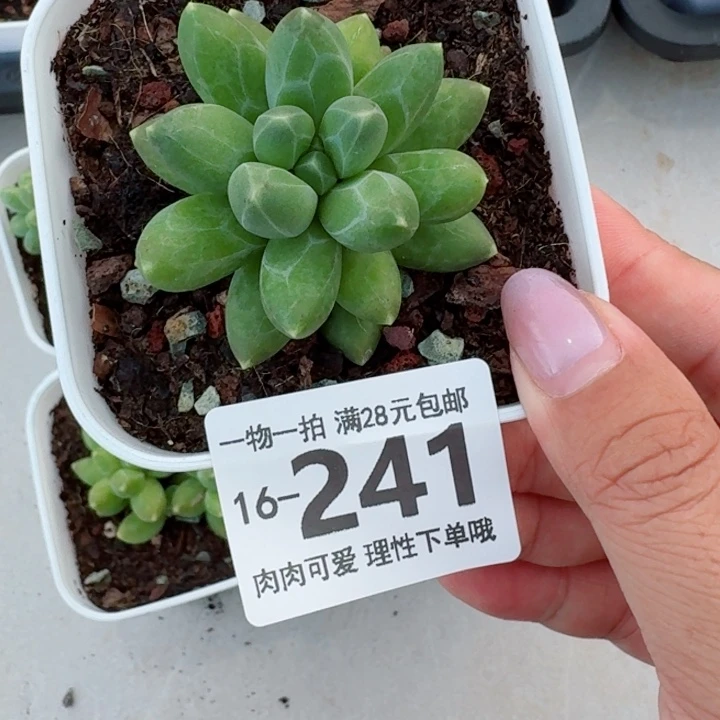 千代田多肉无盆土发货多肉多