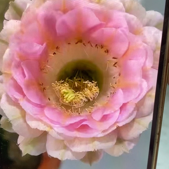 彩草520侧芽2公分左右