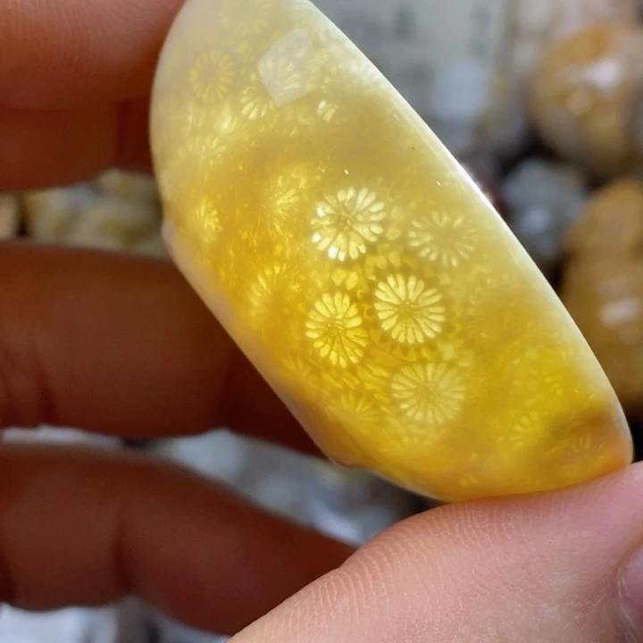 颈饰未镶嵌硅化珊瑚（珊瑚玉）