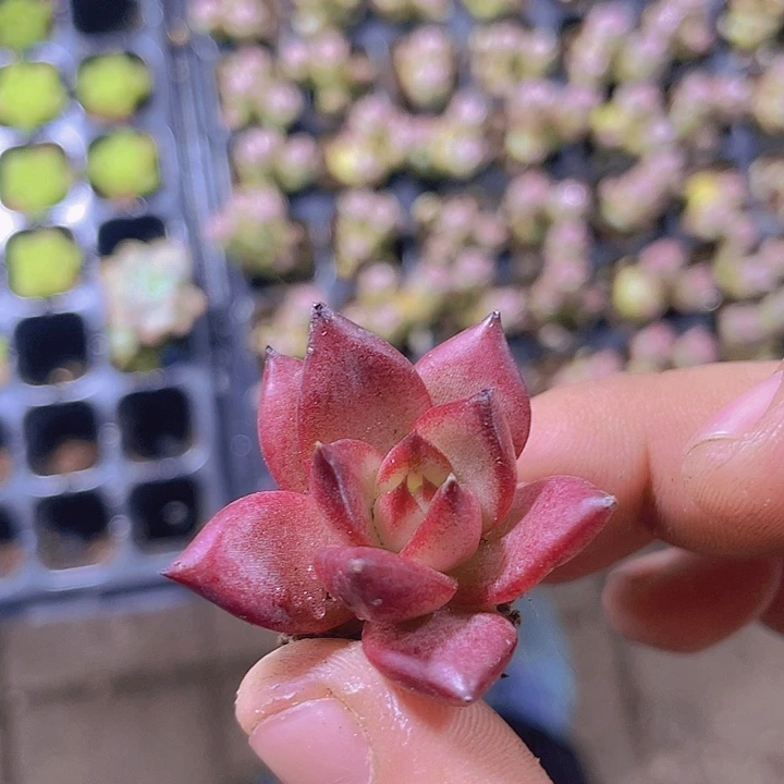 血色罗宾【满10颗包邮】