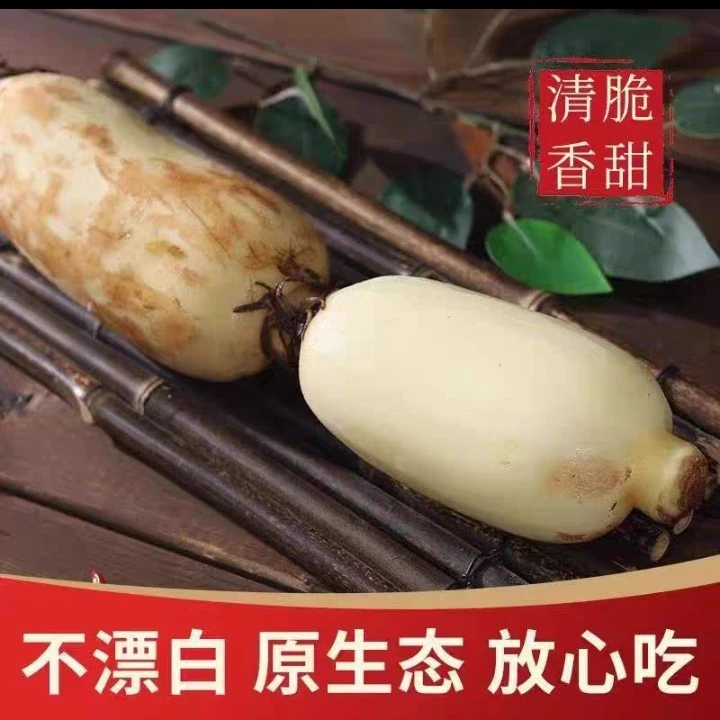 【面藕】白莲藕不打农药现挖现发没有增白剂防腐剂等科技