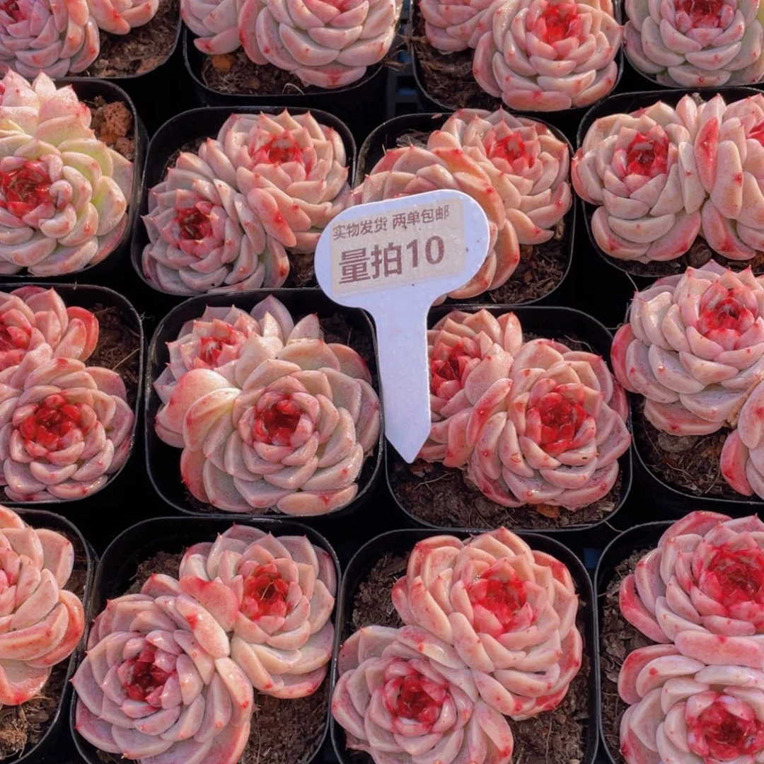 量拍 10号 全状态天鹅绒双头起一个