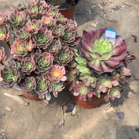 375多肉植物组合