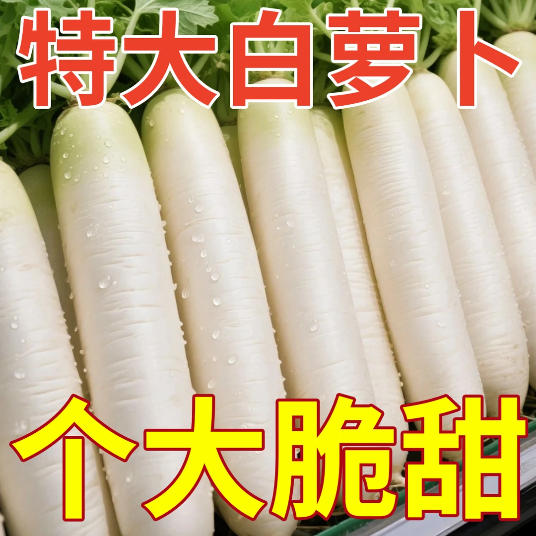 春不老九斤甜白萝卜水果萝卜种子大全白皮夏秋季种籽农家蔬菜种孑