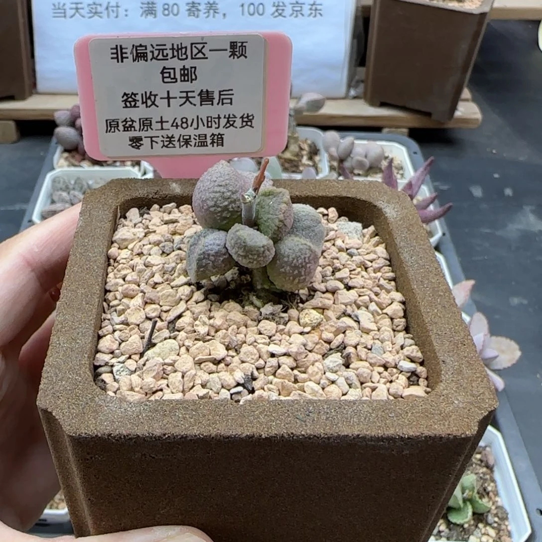 小*条967实生多肉植物
