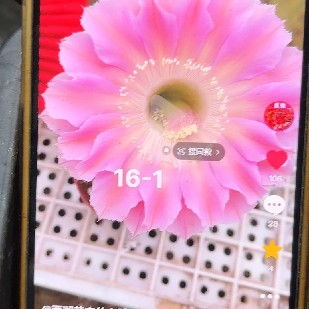 16-1彩瑕疵干侧牙20包邮仙人球14