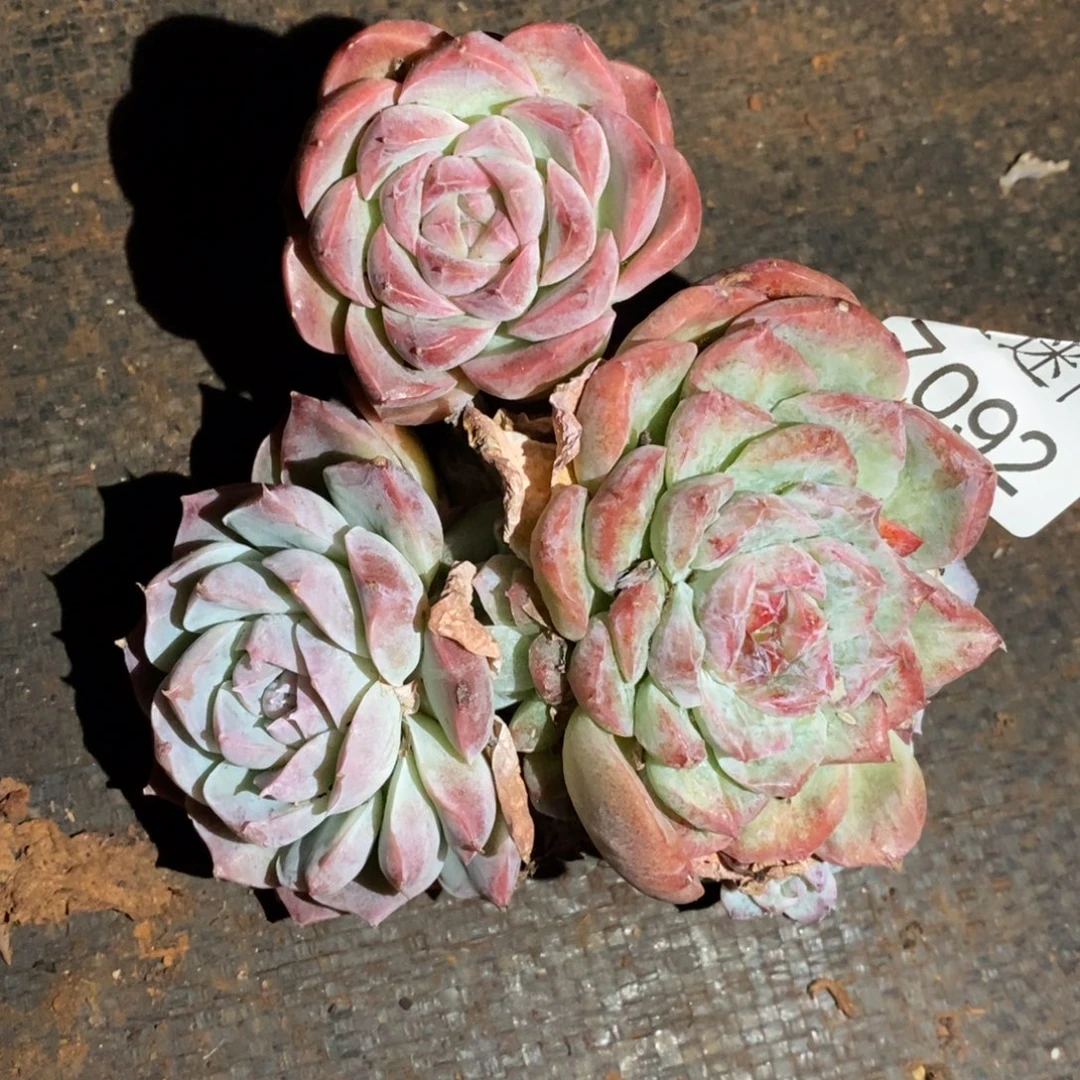 下播福利~7092~10厘米