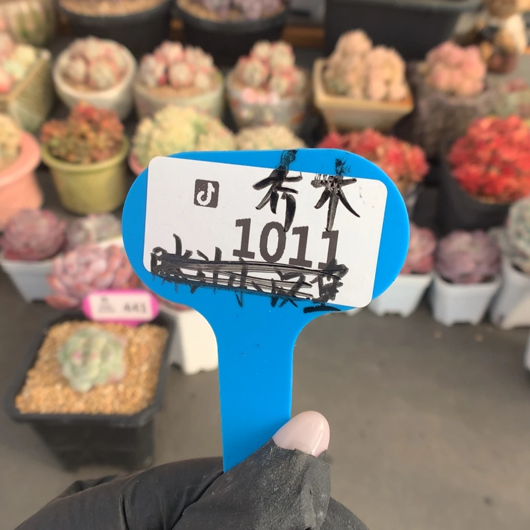 南***木1011 冰玉石化盲盒