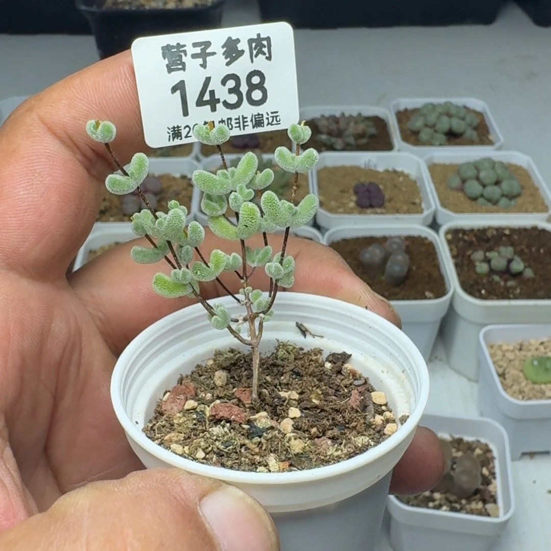 莱斯带盆土