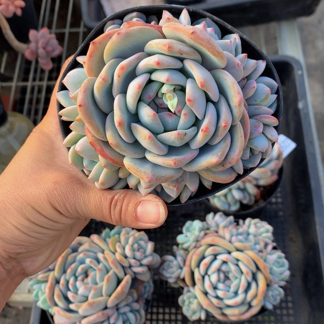 …*22510多头一个嗯嗯嗯加油