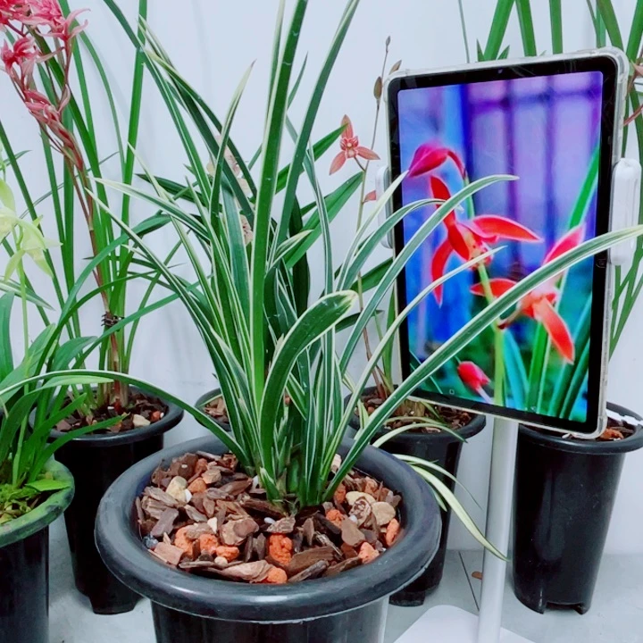 送春边艺爆盆没花