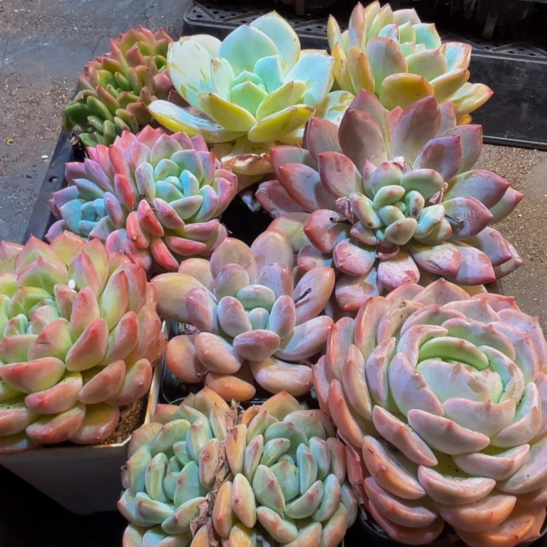 781多肉葡萄的味道是真的