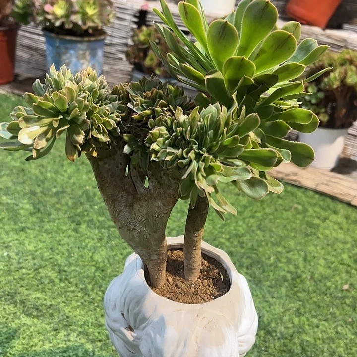 原始绿缀化法师一颗