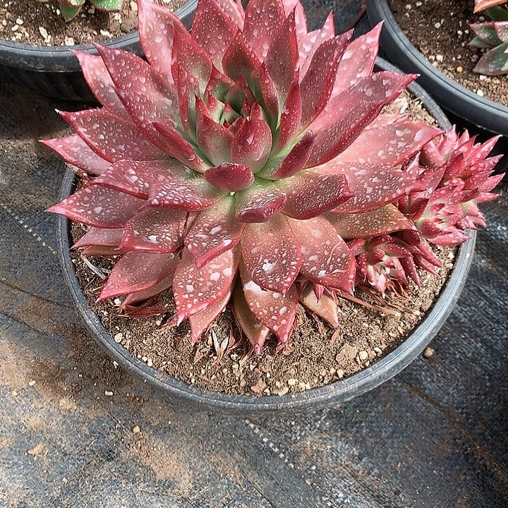 美肉特价活动开始啦