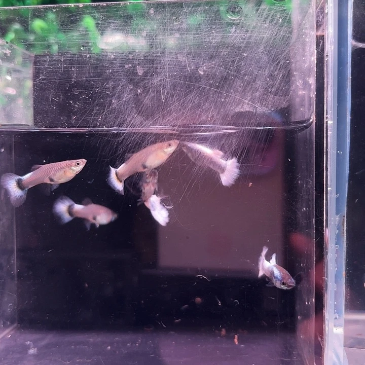 海水鱼孔雀鱼白雪大耳3对