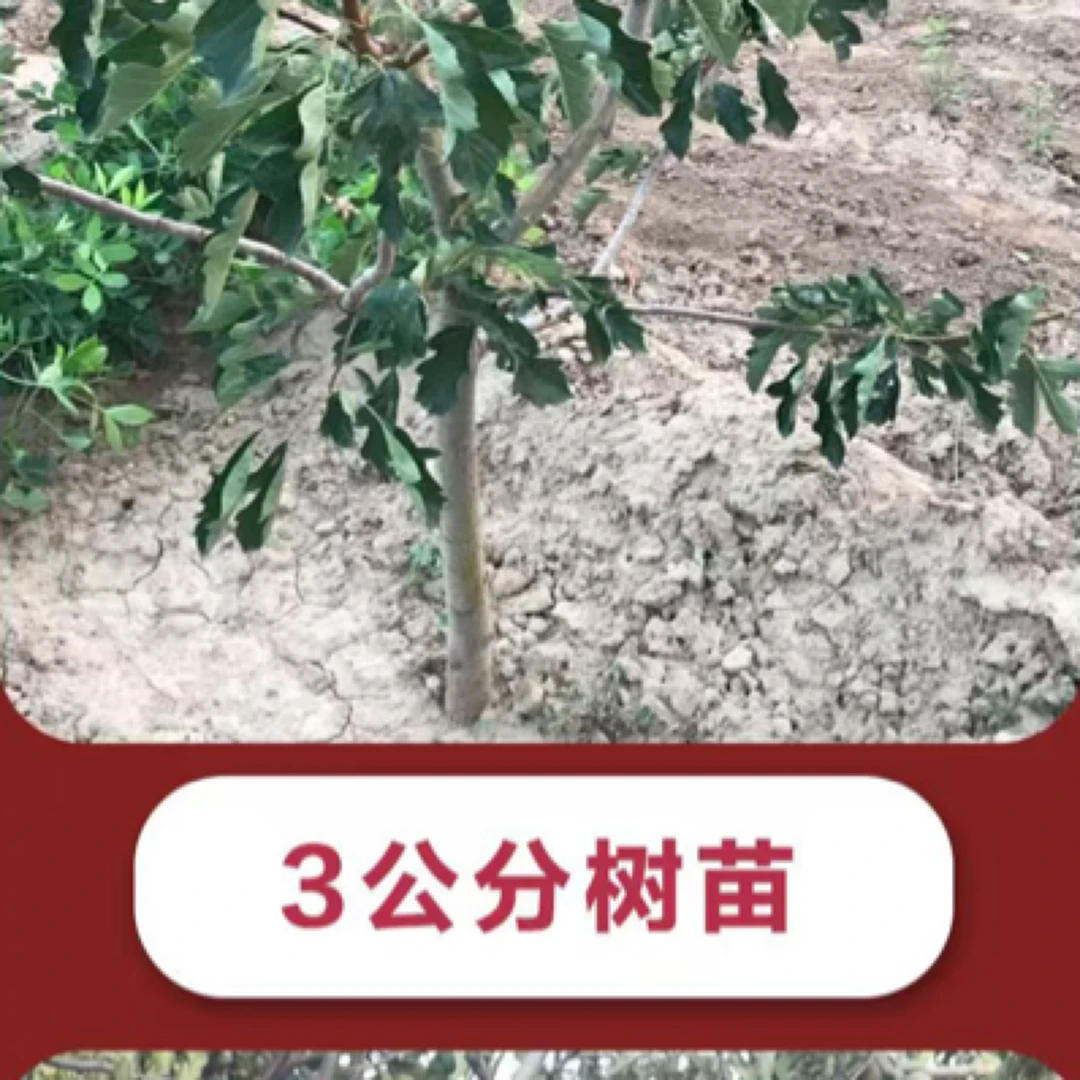 甄选山楂树批发1.5公分裸跟山楂树活苗快递发货贵在邮费五倍子