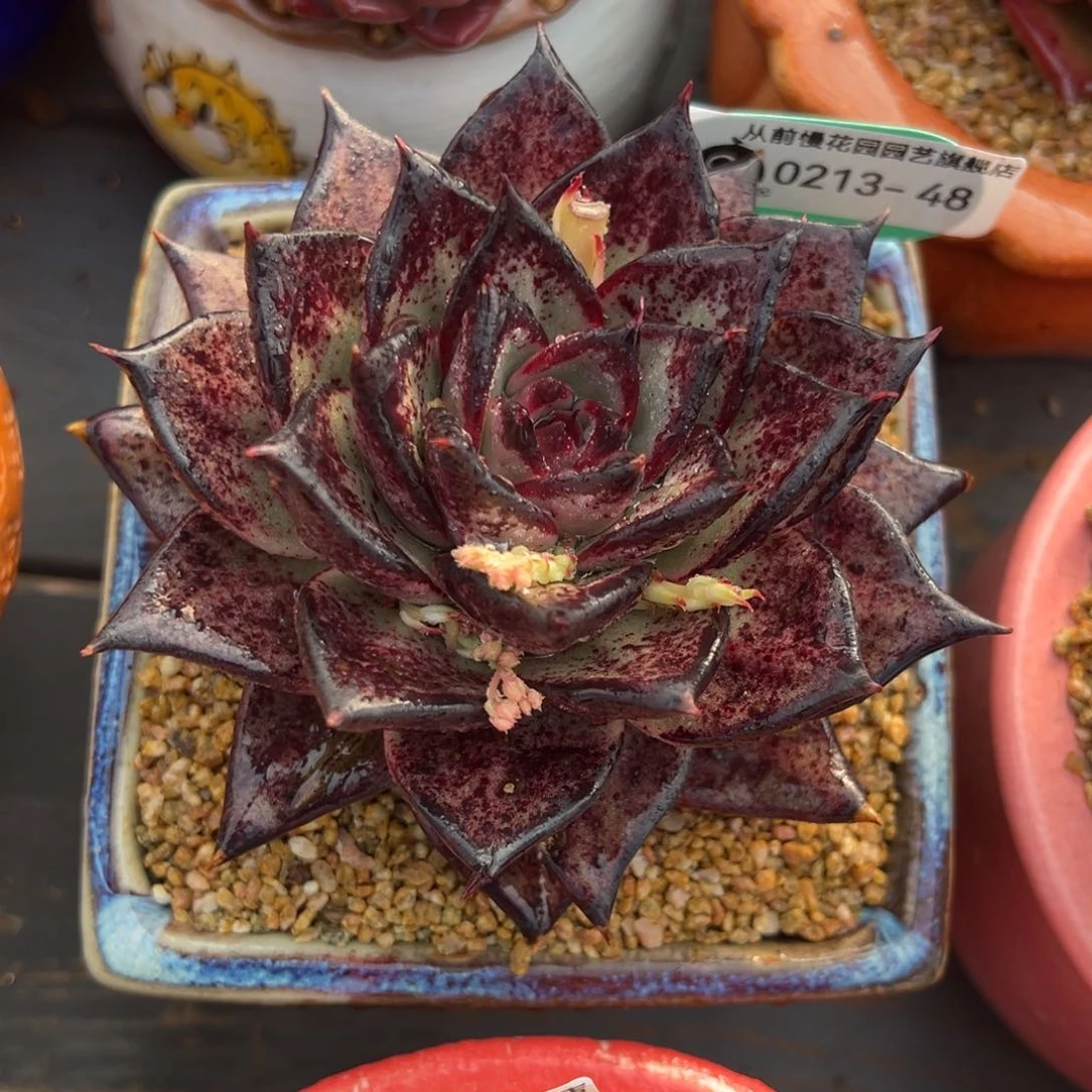 从前慢多肉精选编号0213.48