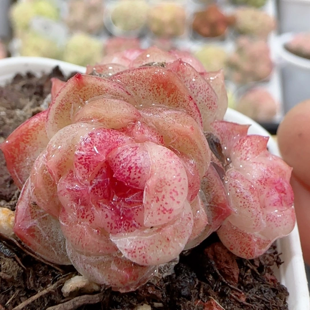 【闪购商品】0119-13糖心